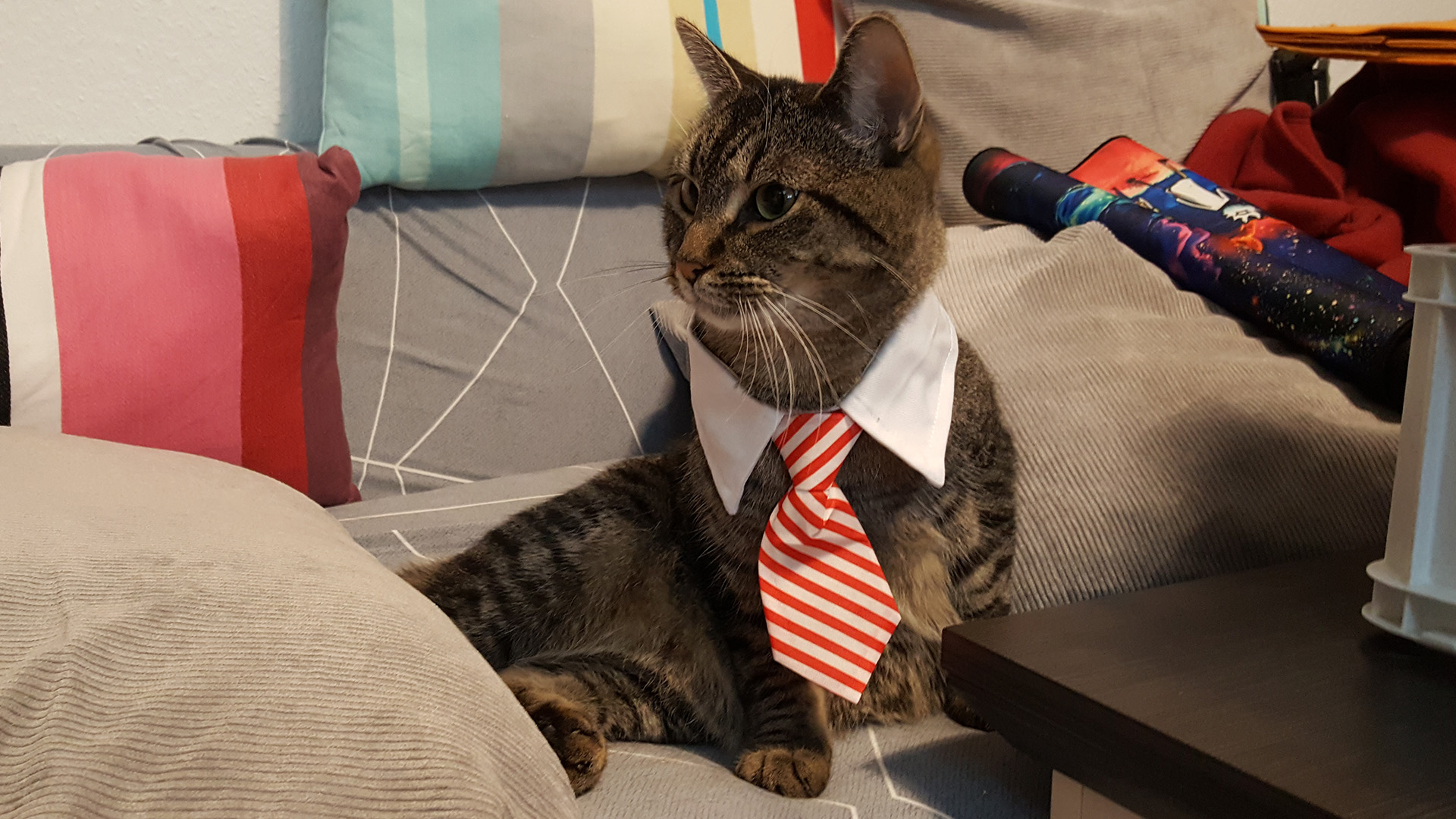 Carlo, Kater Carlo mit Krawatte